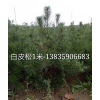 白皮松，1米白皮松，白皮松价格，白皮松基地