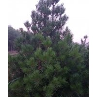 供应白皮松 侧柏 油松 雪松 华山松 国槐 刺槐花椒