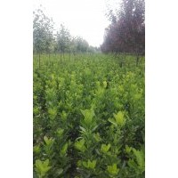 长期供应绿化小苗