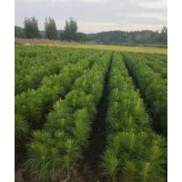 2年生80至100cm湿地松苗供应 价格实惠_随州希望苗圃