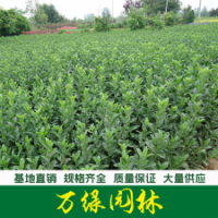 大叶黄杨 大叶黄杨苗