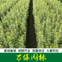 金边黄杨 金边黄杨苗