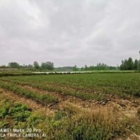 湖南湿地松_永州湿地松苗供应-随州希望苗圃