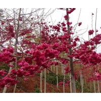 嵊州台湾牡丹樱基地优良品种推荐:台湾牡丹樱樱花