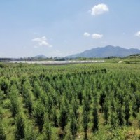 大量出售木槿苗、香樟树