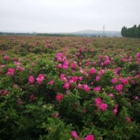 山东玫瑰基地直供中天四季玫瑰各种高度分枝地苗营养钵苗大小苗