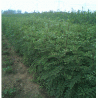 1年生花椒苗、大量花椒苗低价出售