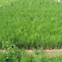 香花槐、黄金槐、国槐、金枝国槐、银杏、香椿树、冬青、杜仲、