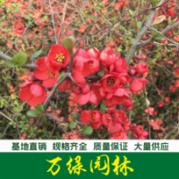 贴梗海棠 贴梗海棠苗