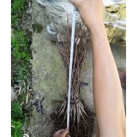 美国红枫夕阳红扦插苗