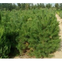 1-4米云杉、樟子松、柳树树苗