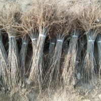 大量供应各种规各的紫穗槐