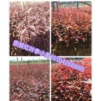 新疆红叶李小苗