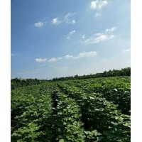 一千万棵梓树小苗供应