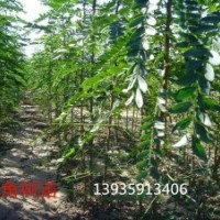 供应皂角苗 刺槐苗 国槐苗 花椒苗 连翘苗 钙果苗