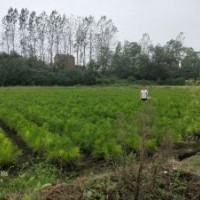 1年生20-40cm湿地松苗供应 价格实惠_随州希望苗圃基地