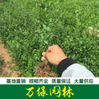 小叶女贞 小叶女贞苗