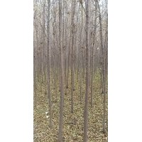 苗木榆树,国槐,栾树