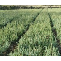 云杉,马尾松常年供应10x20原床苗，30x50.50x80，80X1米等各种规