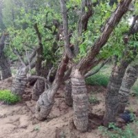 现挖枣树高挂果率苗木