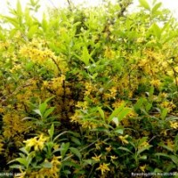 1年生连翘苗、1年生连翘苗低价出售