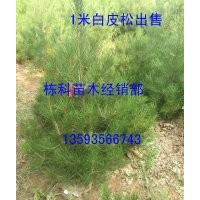 1米白皮松大量出售价格