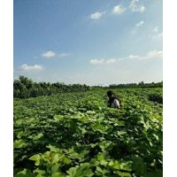 好3公分楸树 @太康楸树 梓树