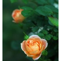 绿化工程用月季花苗批发 量大价格优惠