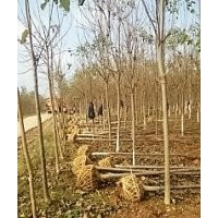 大量出售楸树5-6公分，价格合理