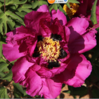 油用牡丹、紫斑牡丹、进口牡丹
