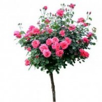 供应1公分月季树 树形月季独杆月季高杆月季树