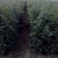 河南雪松10万株