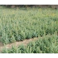 云杉,马尾松 常年供应10x20原床苗，30x50.50x80，80X1米等各种规