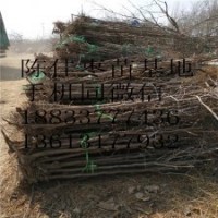 各种规格枣树果苗