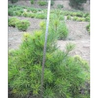 柏、油松（容器袋）、白皮苗、国槐、冬青、雪松