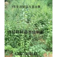 1年生连翘苗出售、大量连翘苗低价出售