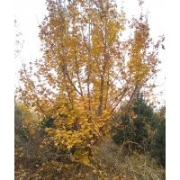 提供各种规格苗木 油松，云杉，樟子松，蒙古砾，五角枫，白桦，