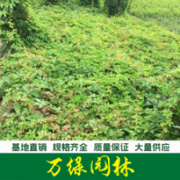 五叶地锦 五叶地锦苗