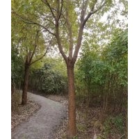 南通自家农庄搬迁处理香樟，石楠，女贞，瓜子黄杨，四季桂，水杉