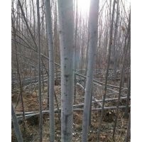 忻园锦诚苗木合作社