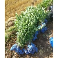 河北衡水出售60卫矛