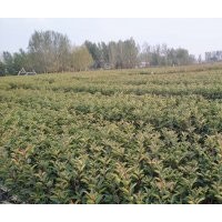 大量出售红叶石楠杯苗