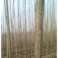 107杨树苗|速生杨|107种条|山东临清绿源杨树苗种植基地