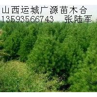 1.5米占地白皮松低价出售