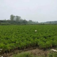 包成活 供应1-2米高湿地松移栽苗 价格实惠