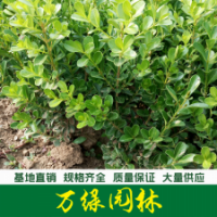 小叶黄杨 小叶黄杨苗