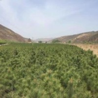 出售树苗樟子松、油松