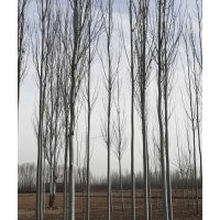 自家新疆杨树苗出售