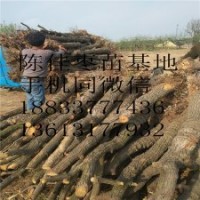 基地直销批发 枣树苗果树苗品种齐全