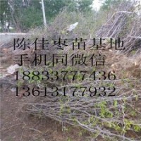 现挖枣树高挂果率苗木